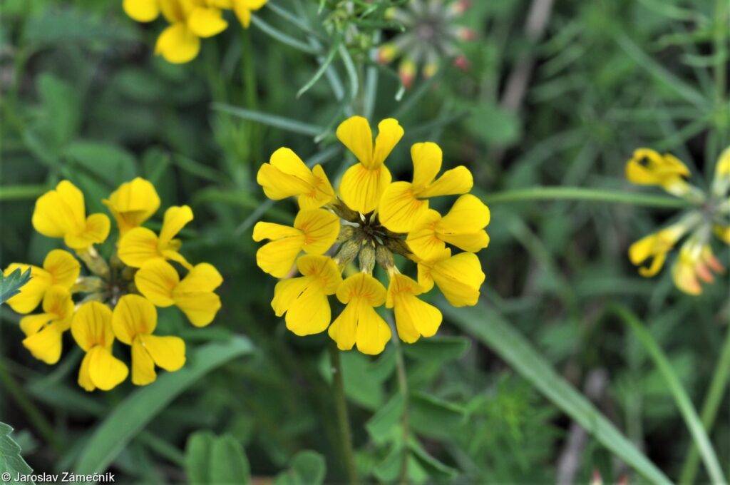 Podkovka chocholatá (Hippocrepis comosa)