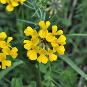 Podkovka chocholatá (Hippocrepis comosa)