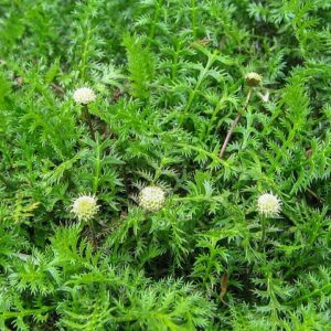 Kotula špinavá (Cotula squalida)