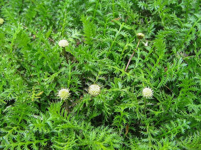 Kotula špinavá (Cotula squalida)