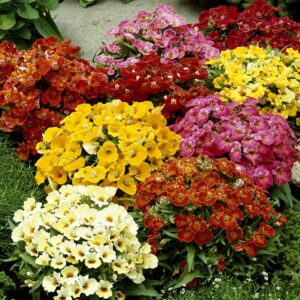 Hľadíkovka zdutá (Nemesia strumosa)