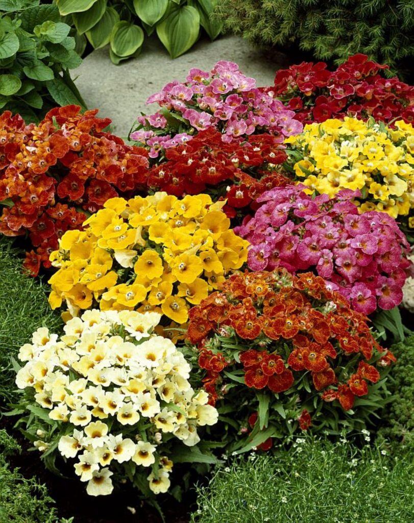 Hľadíkovka zdutá (Nemesia strumosa)