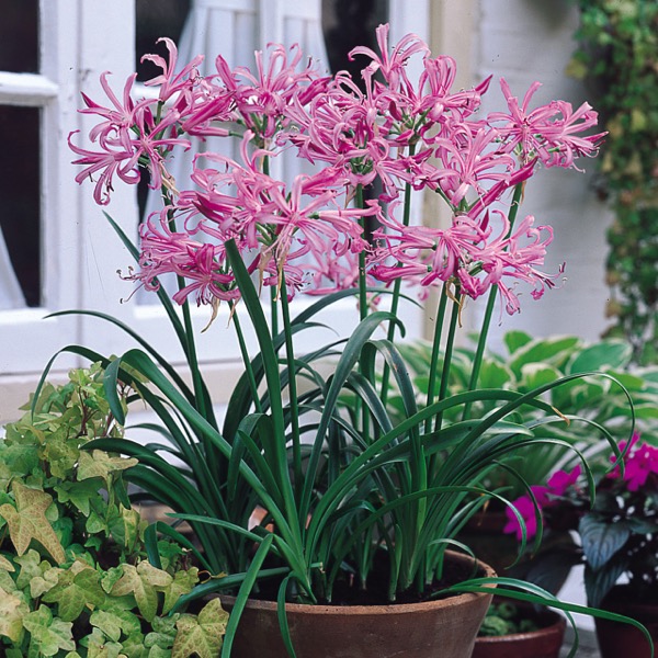 Nerína Bowdenová (Nerine bowdenii) ‚Pink Triumph‘
