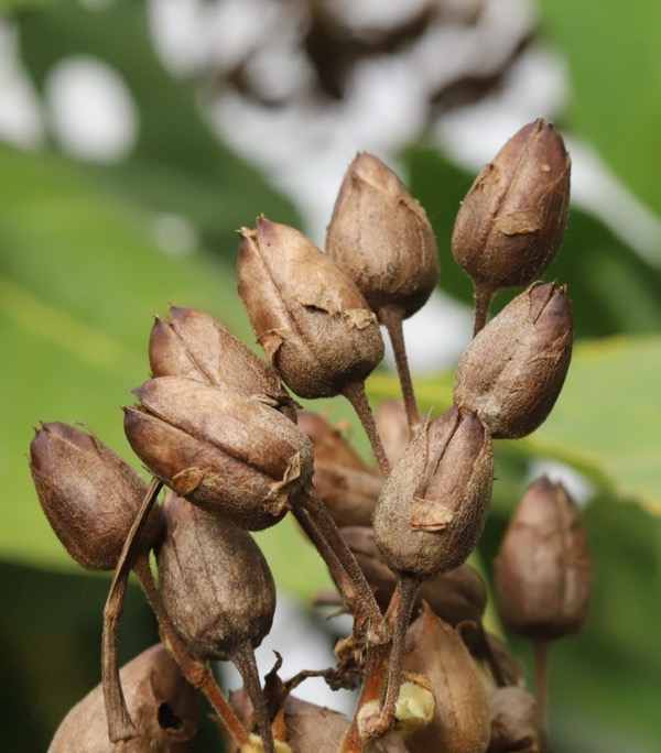 Tabak virgínsky (Nicotiana tabacum)
