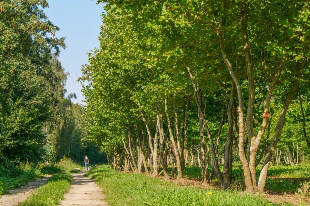 Platan západný (Platanus occidentalis)​
