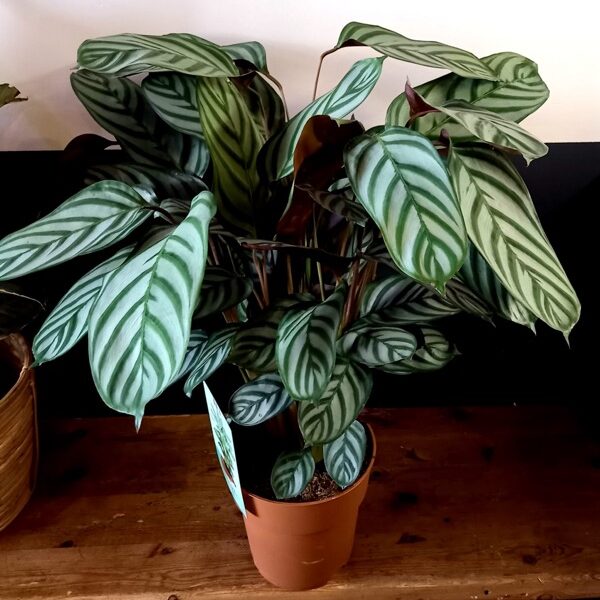 Ctenanthe oppenheimiana