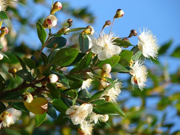 Myrta obyčajná (Myrtus communis)