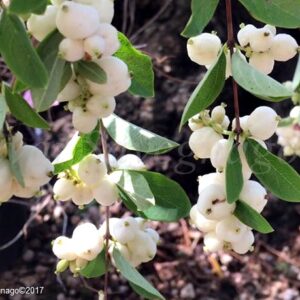 Imelovník biely, Symphoricarpos albus var. laevigatus