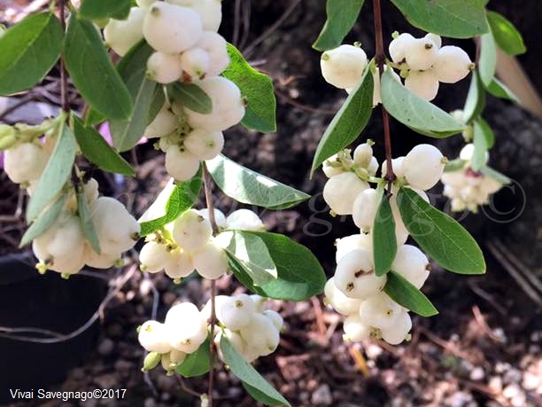 Imelovník biely, Symphoricarpos albus var. laevigatus