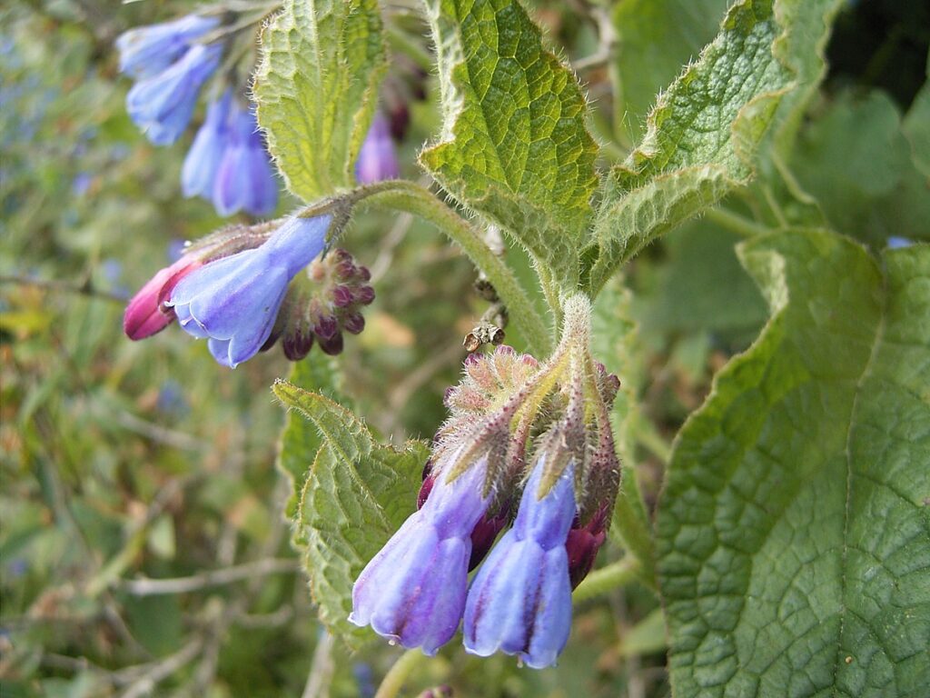 Kostihoj drsný (Symphytum asperum)