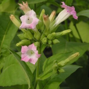 Tabak virgínsky (Nicotiana tabacum)​