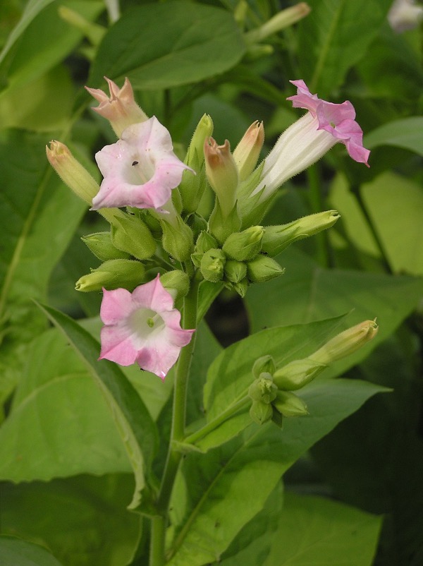 Tabak virgínsky (Nicotiana tabacum)