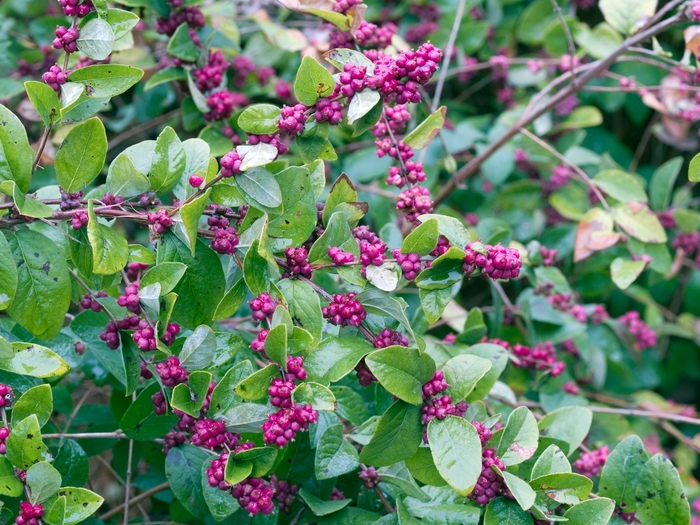 Imelovník okrúhlolistý (Symphoricarpos orbiculatus)