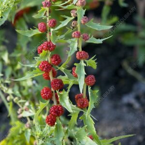 Jahodový špenát (Chenopodium foliosum)​