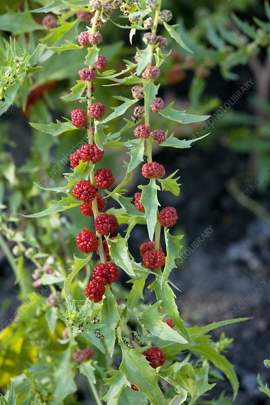 Jahodový špenát (Chenopodium foliosum)