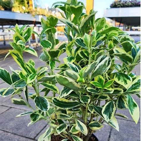 Brslen (Euonymus)