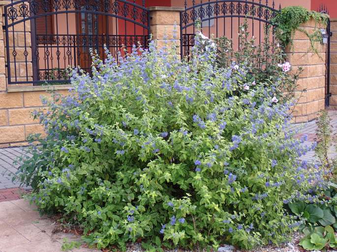 Orešnica sivastá (Caryopteris incana)