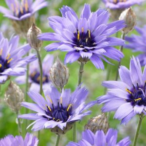 Katananka belasá (Catananche caerulea)