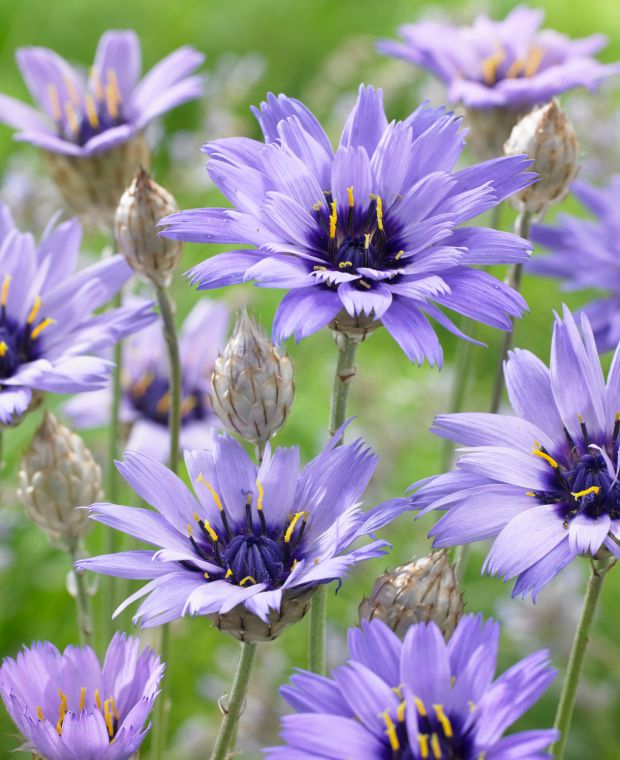 Katananka belasá (Catananche caerulea)