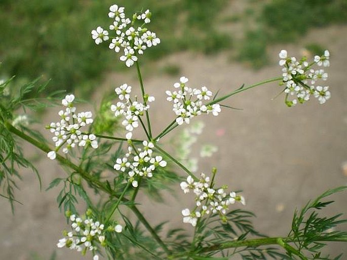 Krabilica hľuznatá (Chaerophyllum bulbosum)