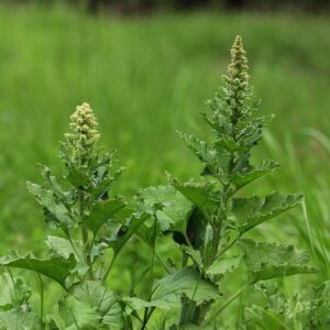 Mrlík dobrý (Chenopodium bonus-henricus)