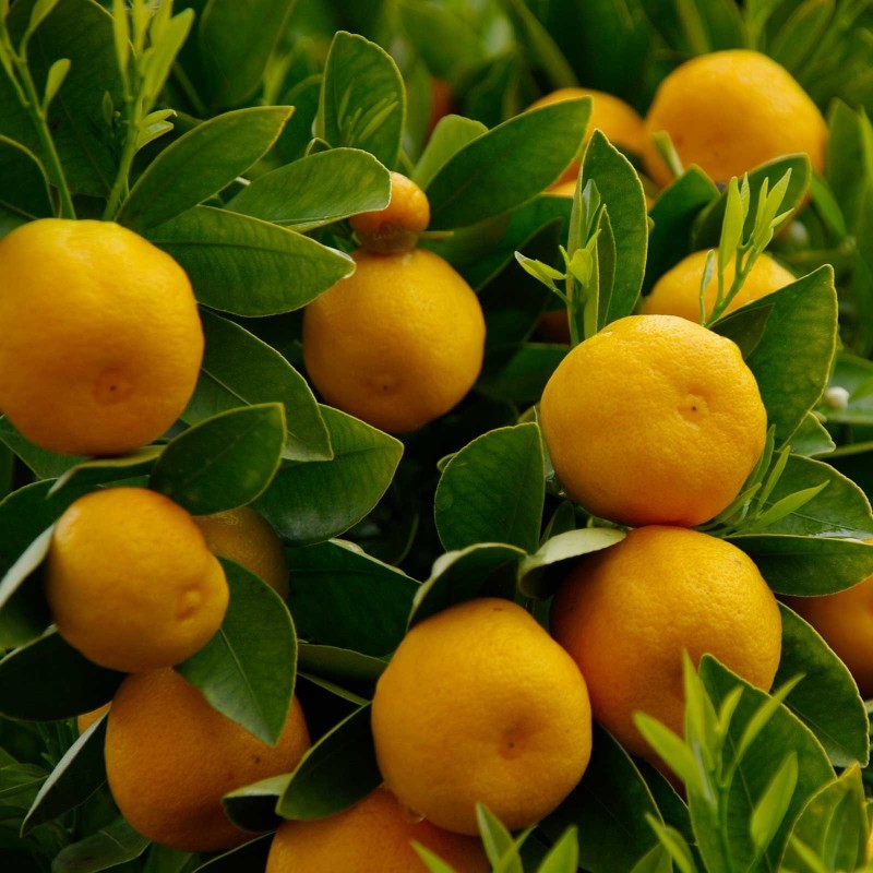 Citrus sinensis (pomarančovník)