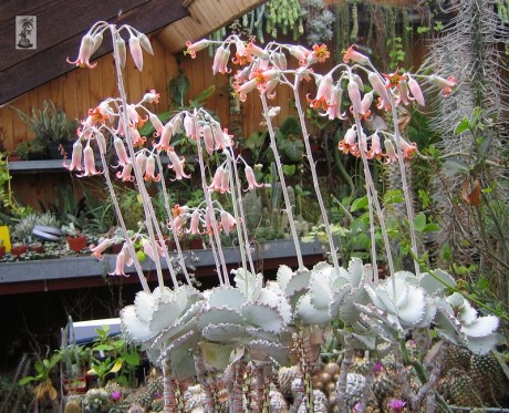 Kotyledon zvlnený (Cotyledon undulata)