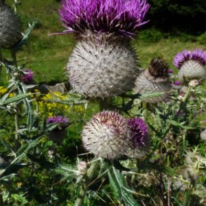 Pichliač bielohlavý (Cirsium eriophorum)