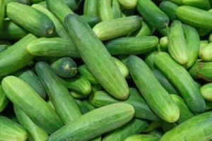 Uhorka (Cucumis sativus)
