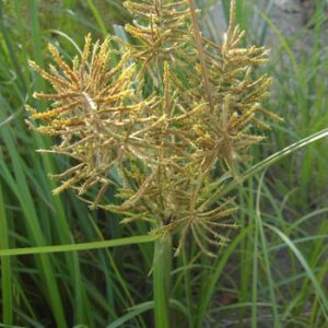 Šachor jedlý (Cyperus esculentus)