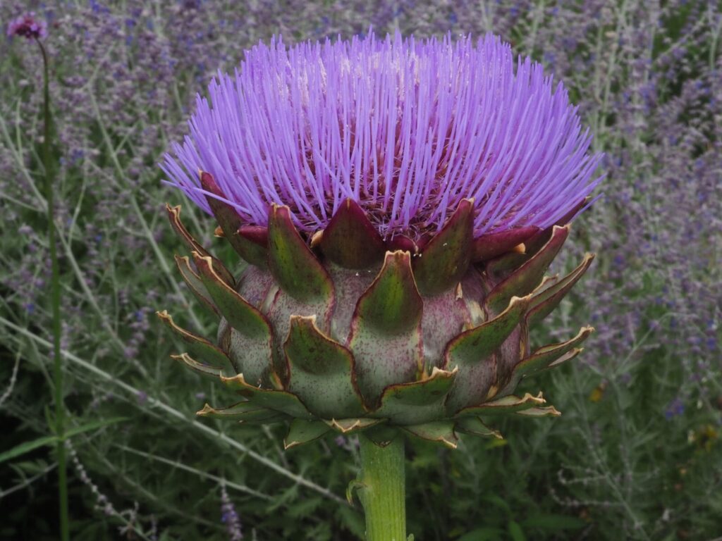 Artičoka kardová (Cynara cardunculus)