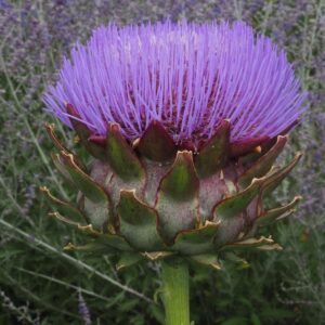 Artičoka kardová (Cynara cardunculus)