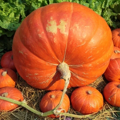 Tekvica veľkoplodá (Cucurbita maxima)