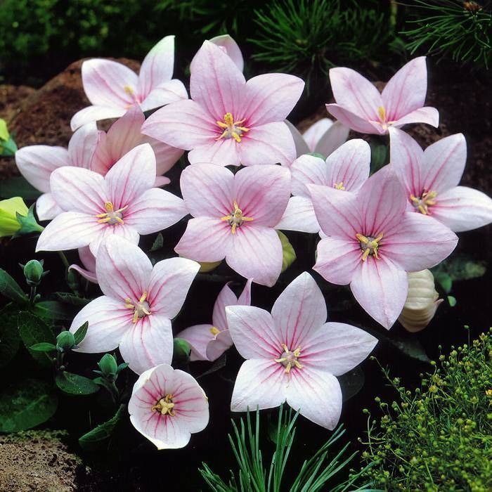 Belozvon veľkokvetý ‘Astra Pink’ (Platycodon grandiflorus ‘Astra Pink’)