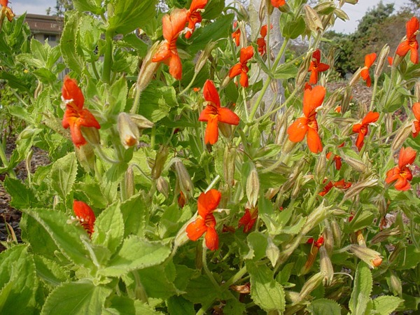 Hrachorovec šarlátový – Mimulus cardinalis
