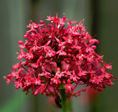 valeriánka červená (Centranthus ruber)
