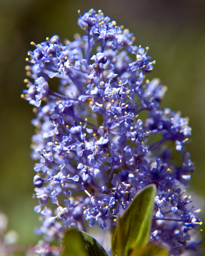 Ceanothus-hybridy