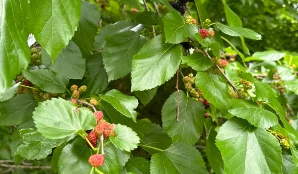 Moruša červená (Morus rubra)​