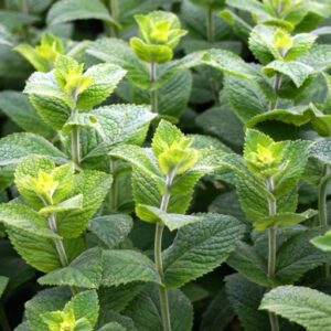 Mäta prieporná (Mentha piperita)