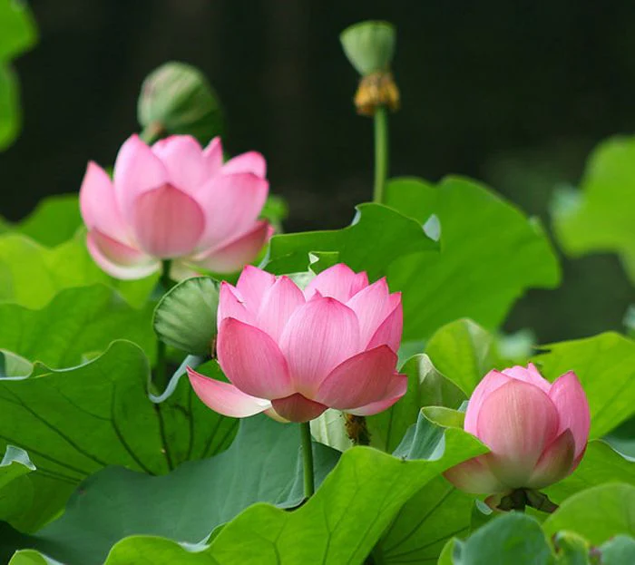 Lotos orechoplodý (Nelumbo nucifera)