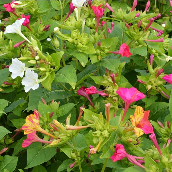 Nocovka jalapenská (Mirabilis jalapa)