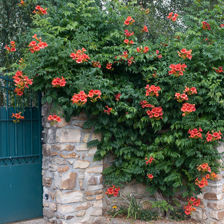 Trubač (Campsis)