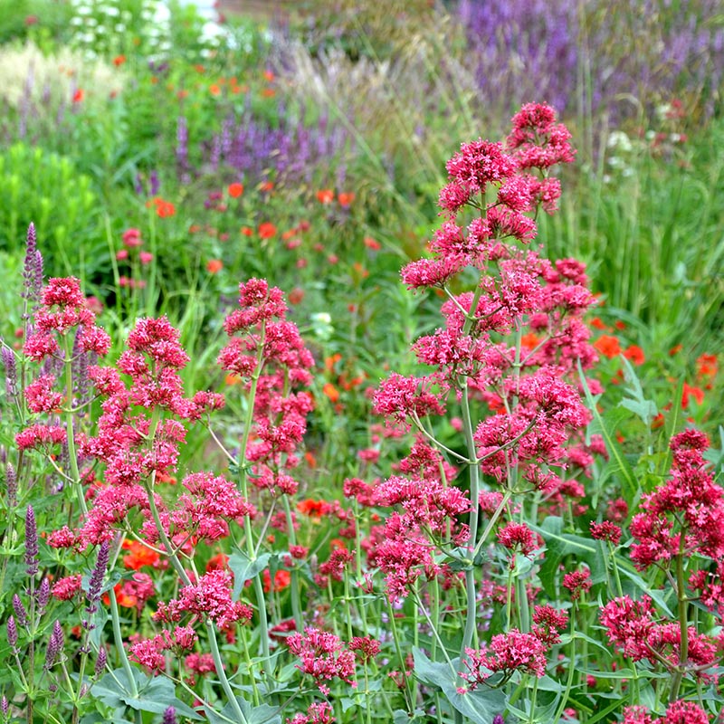 valeriánka červená (Centranthus ruber)