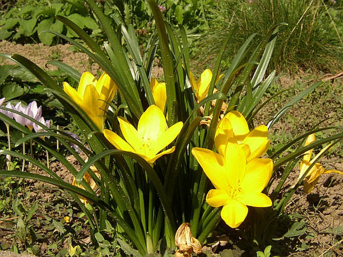 Sternbergia žltá (Sternbergia lutea)