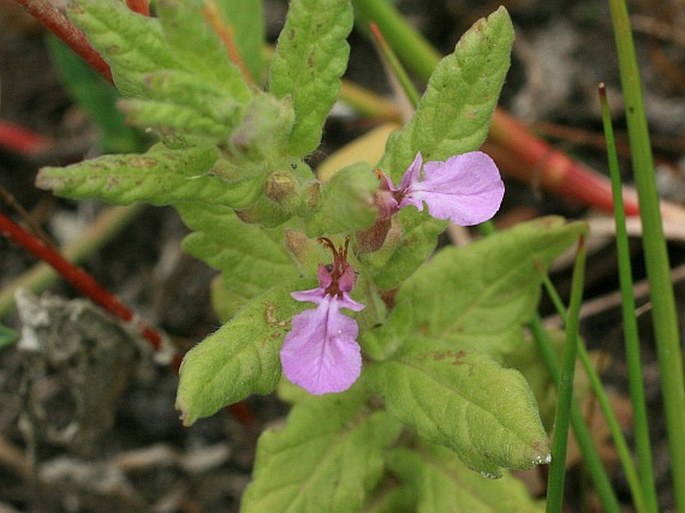 Ožanka cesnaková (Teucrium scordium)