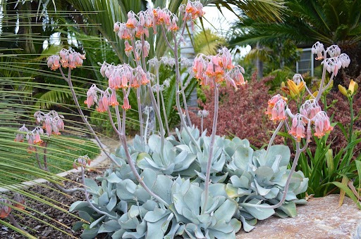 Kotyledon okrúhlolistý (Cotyledon orbiculata)