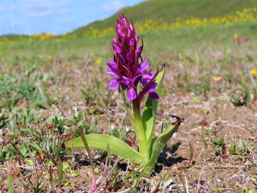 Prstnatec pleťový (Dactylorhiza incarnata)