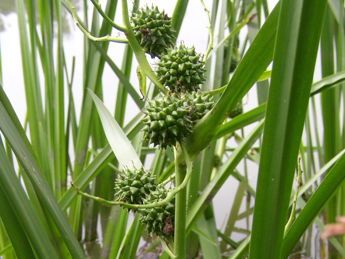Ježatka vzpriamená alebo vetvená (Sparganium erectum)