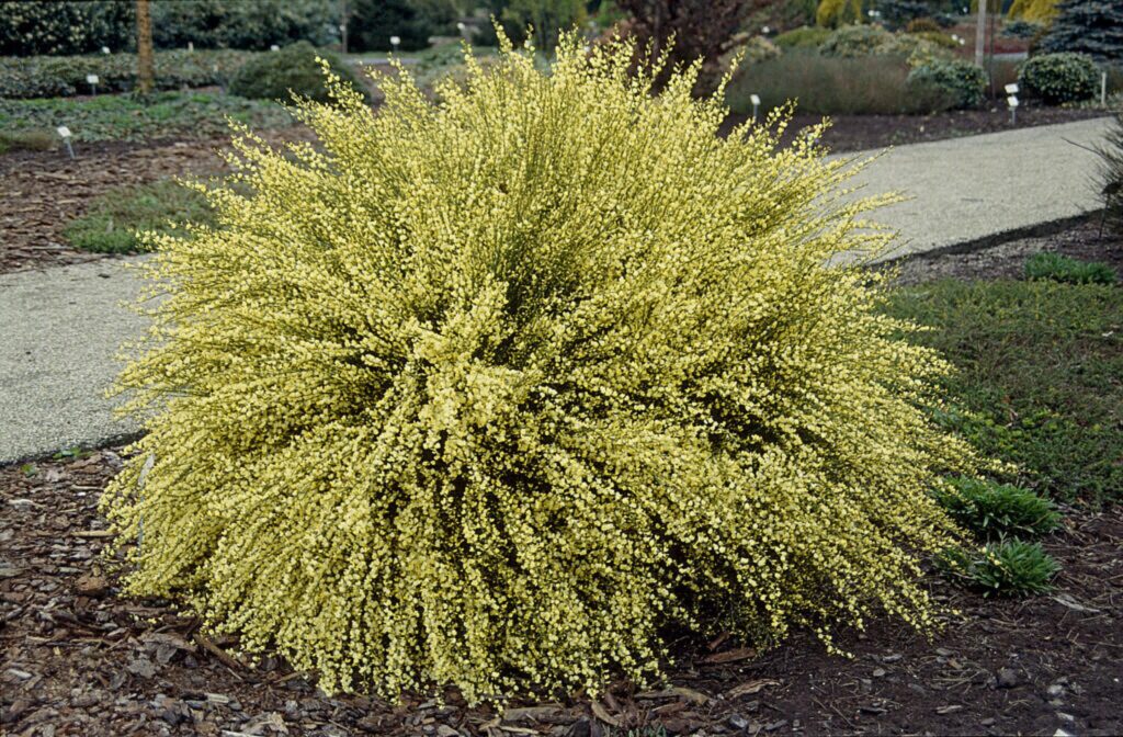 Čilimník skorý (Cytisus × praecox)