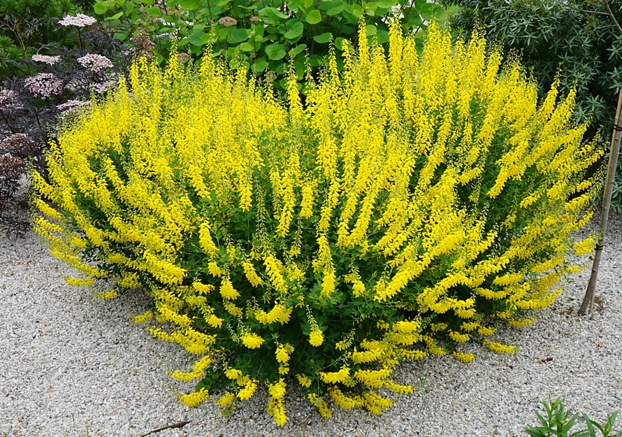 Čilimník černajúci (Cytisus nigricans)